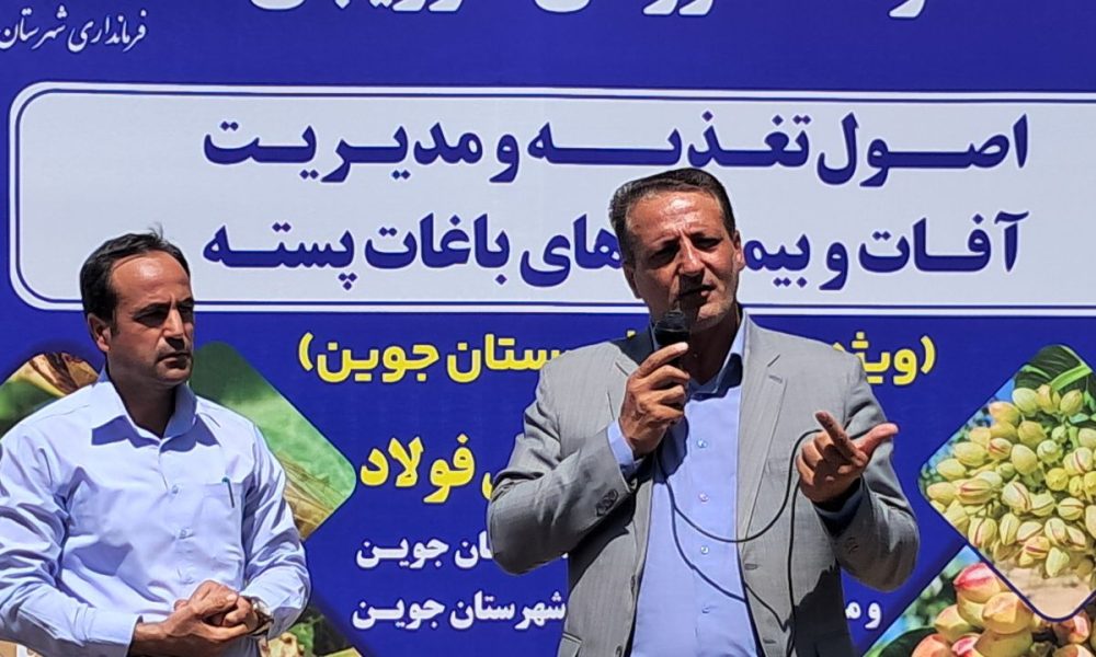 عملکرد باغهای پسته جوین از یک تن به ۱۳ تن در هکتار رسید