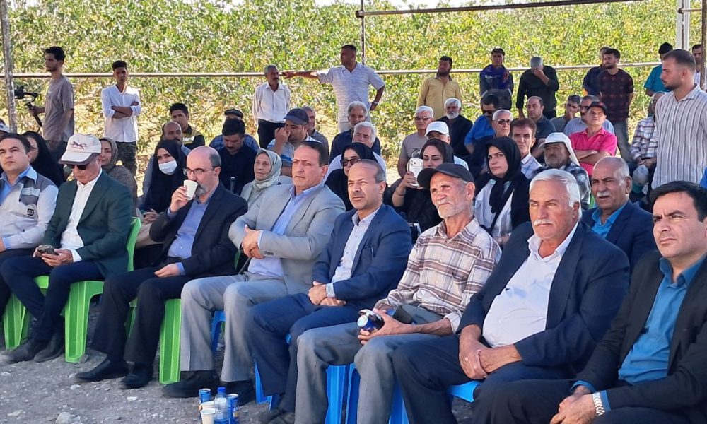 عملکرد باغهای پسته جوین از یک تن به ۱۳ تن در هکتار رسید