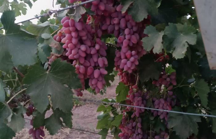 شهرستان جوین که همواره با تولیدات کشاورزی نظیر گندم، پسته و هندوانه