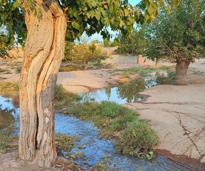 روایت آبی جاری ، درختان کهنسال هم اهالی روستا هستند.